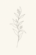 Eucalyptus — Fine-Line Botanical Print