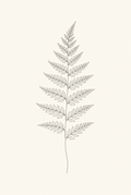 Fern — Fine-Line Botanical Print