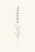 Lavender — Fine-Line Botanical Print