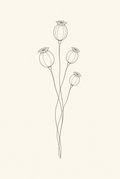 Poppy Seed Pods — Fine-Line Botanical Print