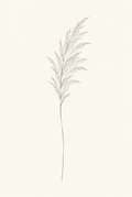 Pampas Grass — Fine-Line Botanical Print