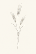 Wheat — Fine-Line Botanical Print