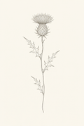 Thistle — Fine-Line Botanical Print